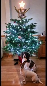 cust tree 19